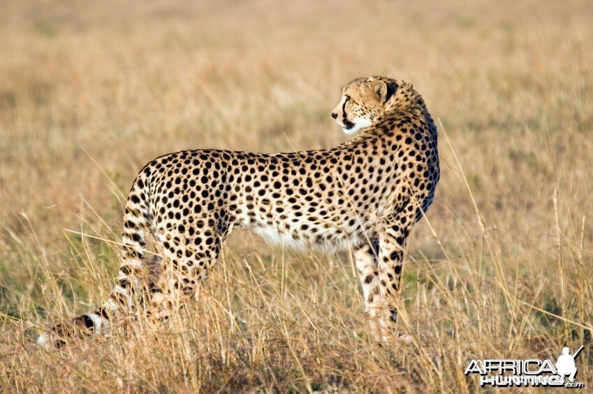 Cheetah