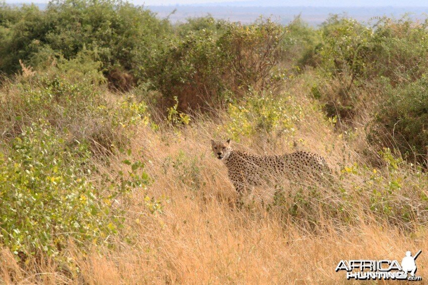 Cheetah