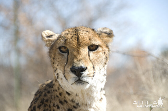 Cheetah