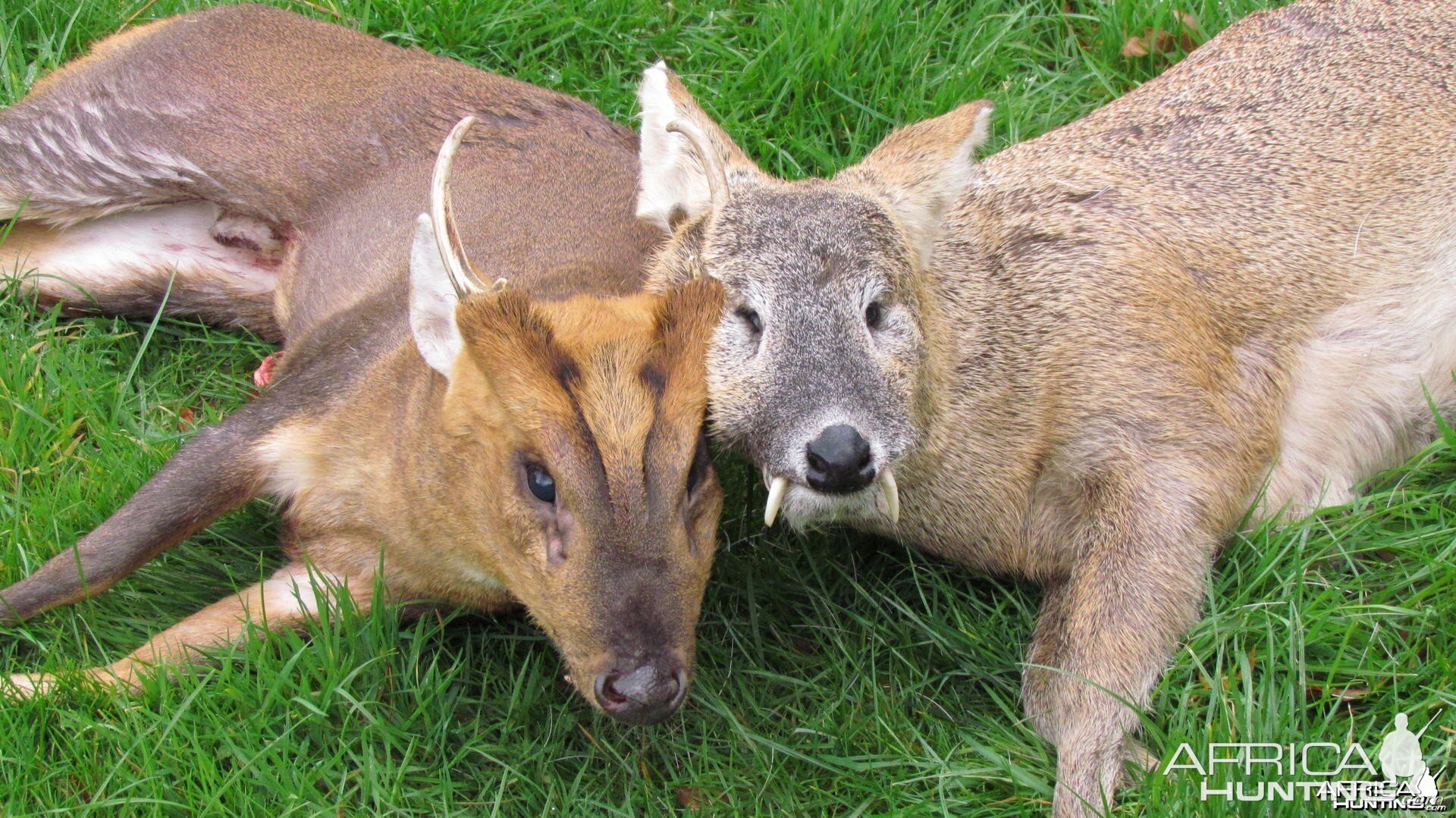 Chinese water deer and a fantastic Muntjac