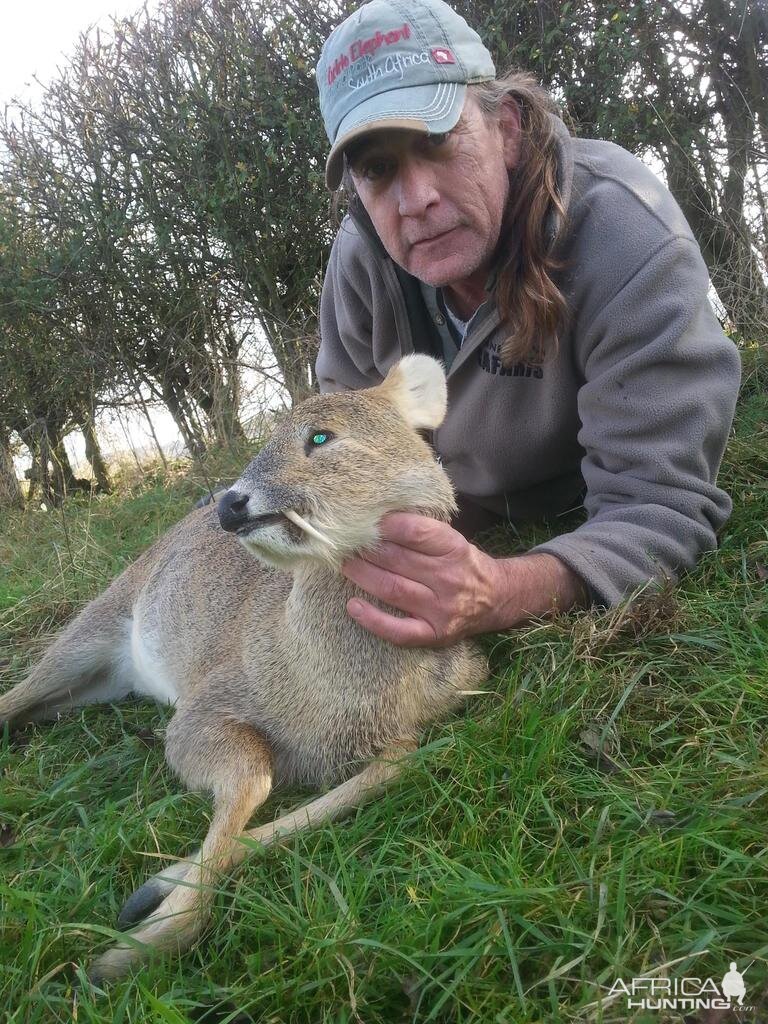 Chinese Water Deer England Hunting