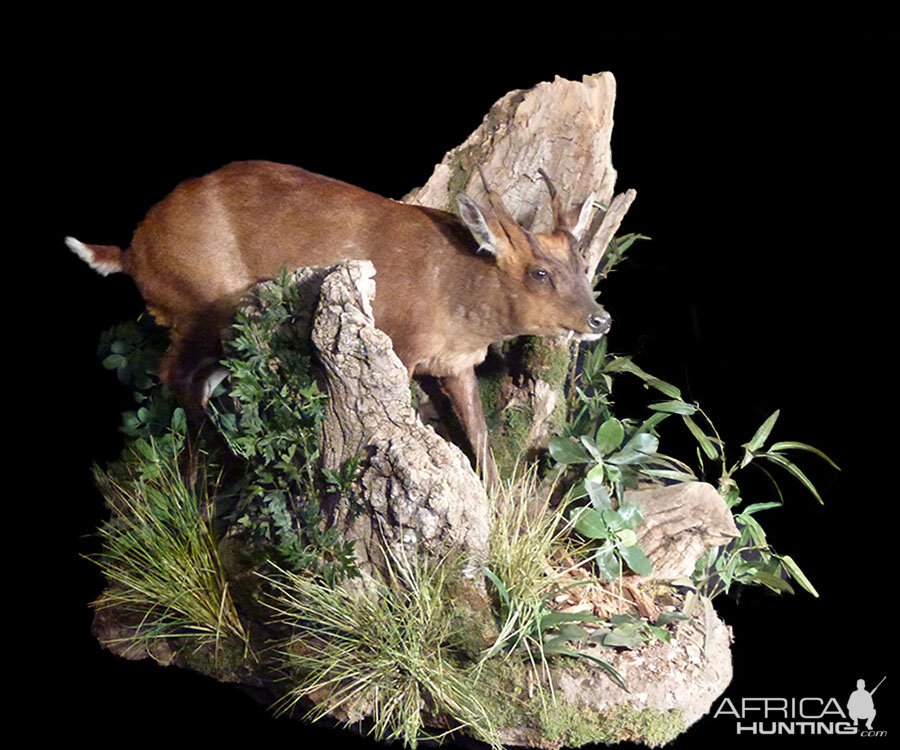 Chinese Water Deer Full Mount Taxidermy