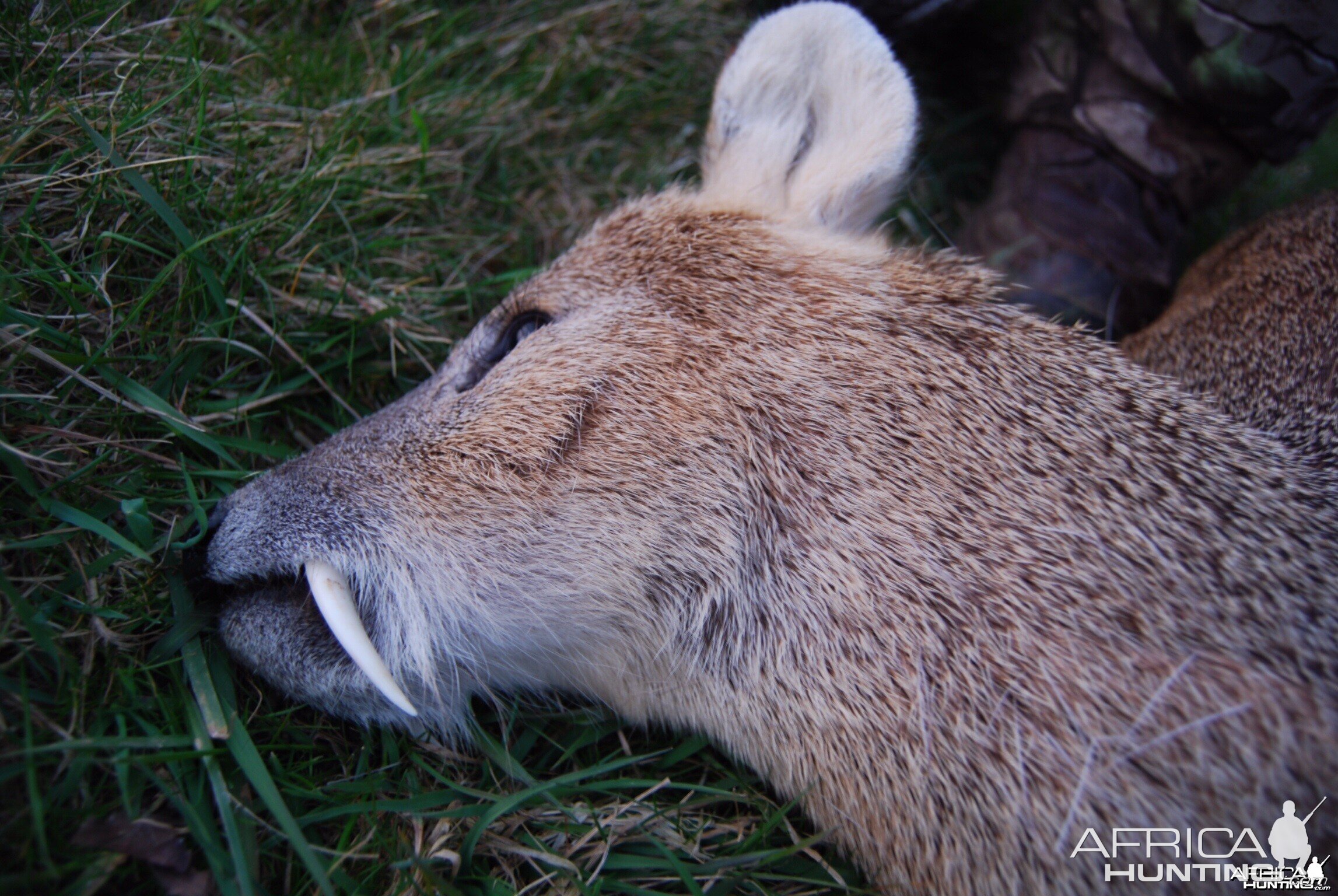 Chinese water deer