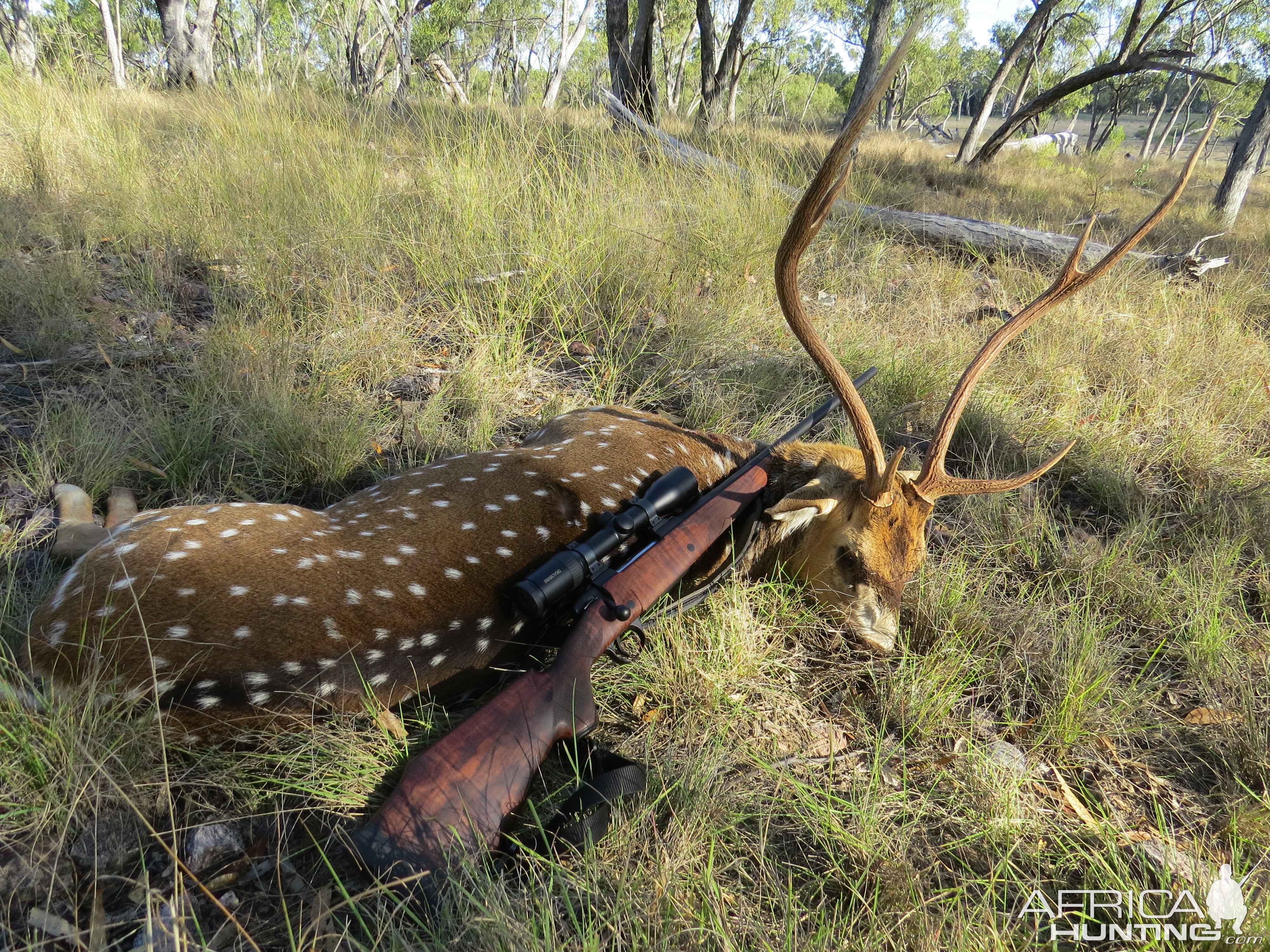 Chital Deer Hunting Australia