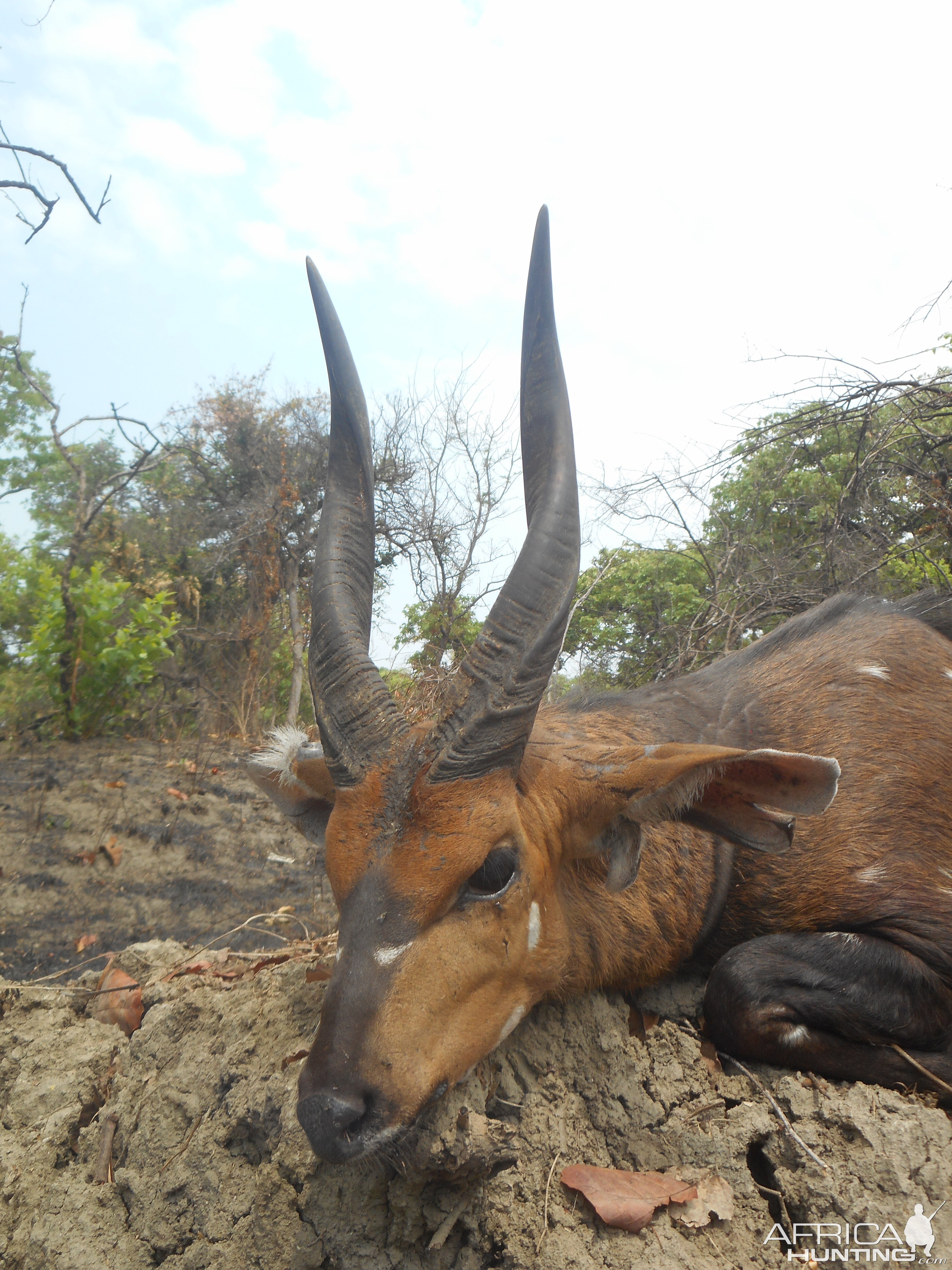 Chobe Bushbuck Hunting in Zambia