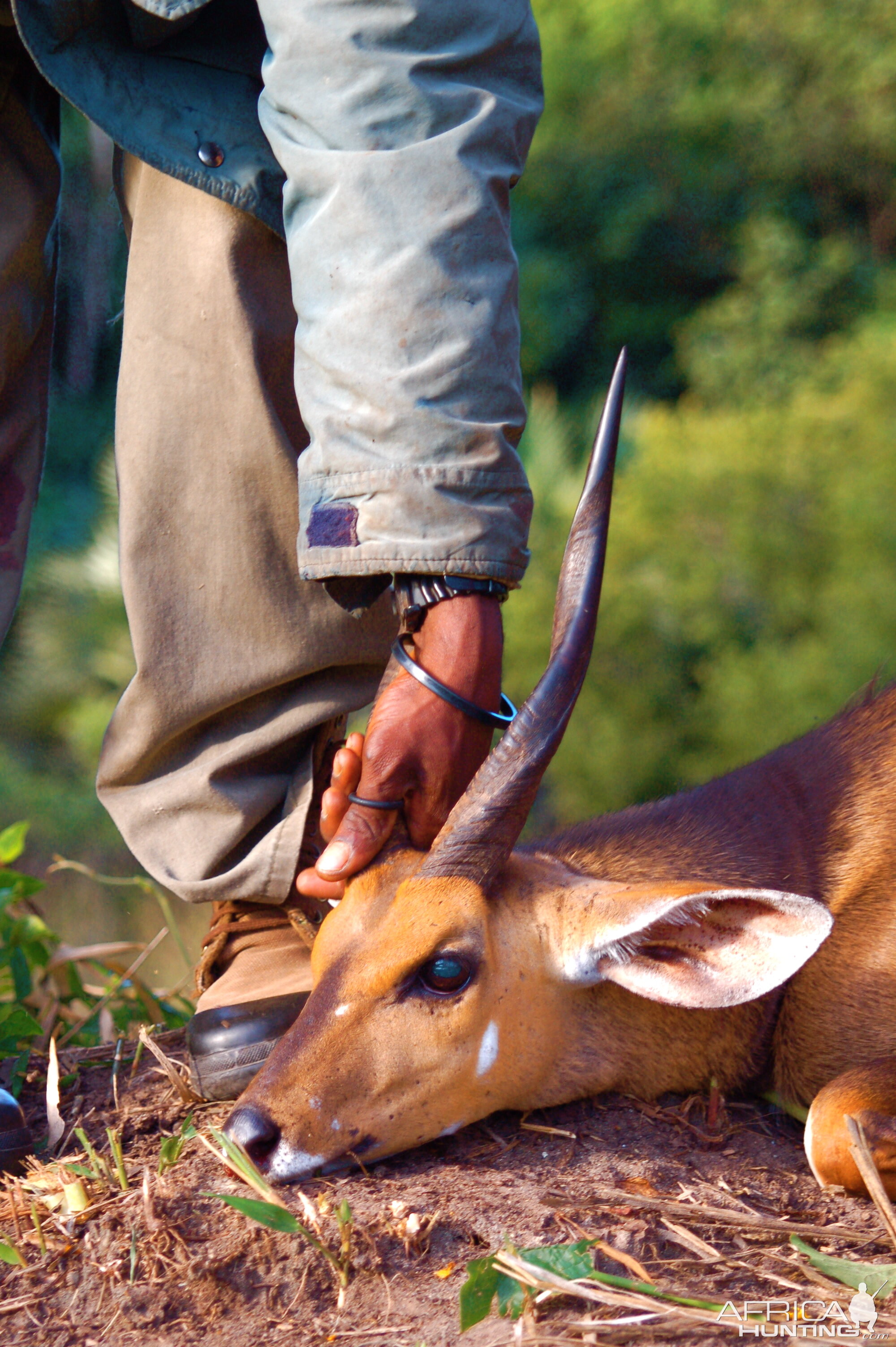 Chobe Bushbuck Taken in Coutada 11, Mozambique, June 2010