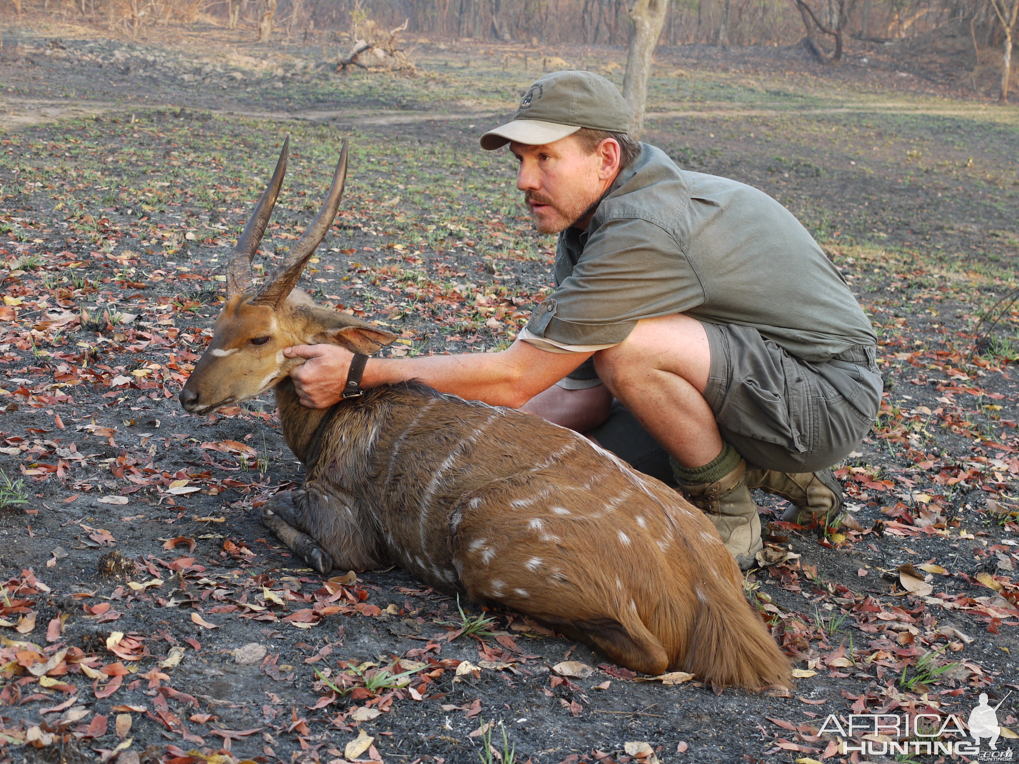 chobe bushbuck