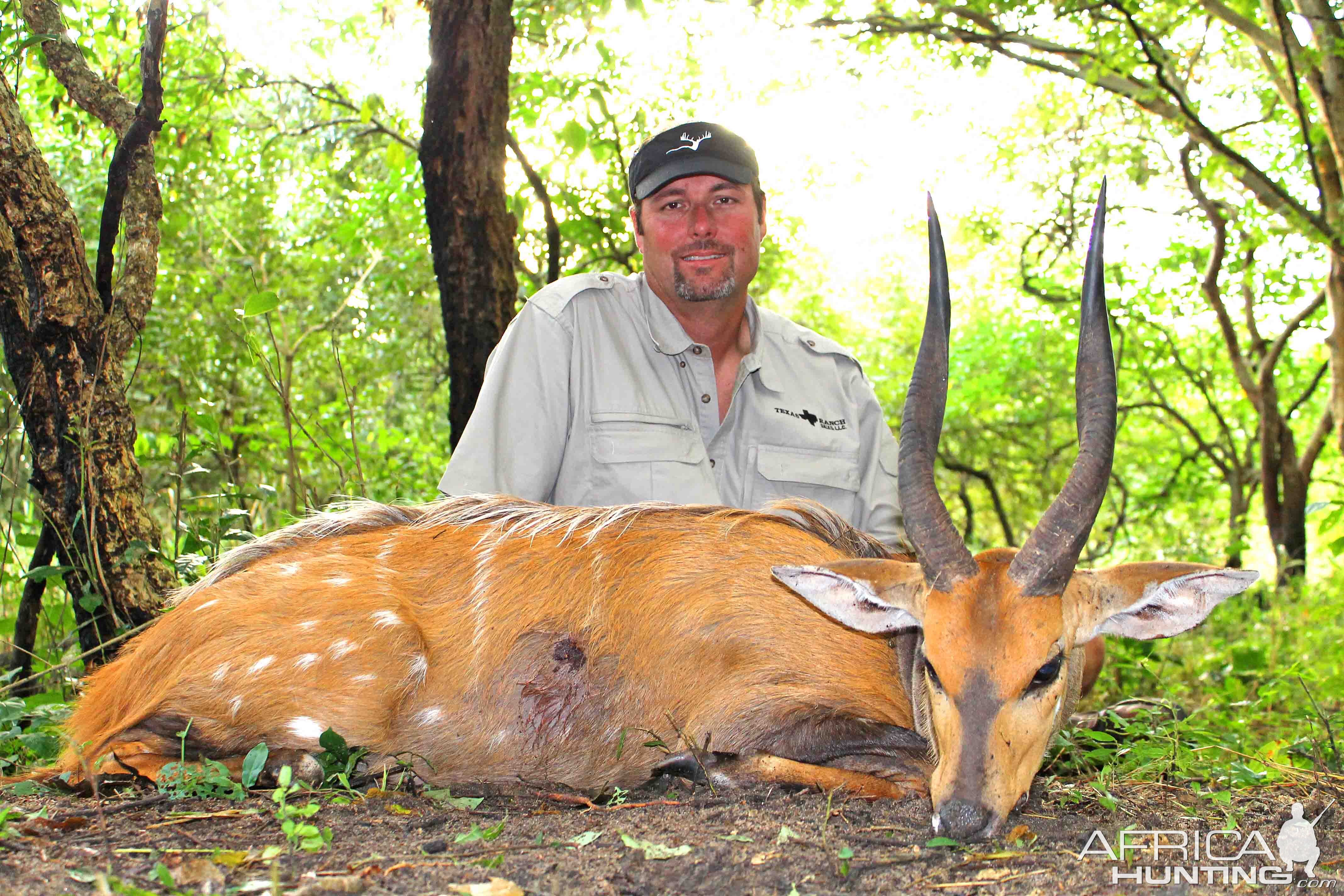 Chobe Bushbuck