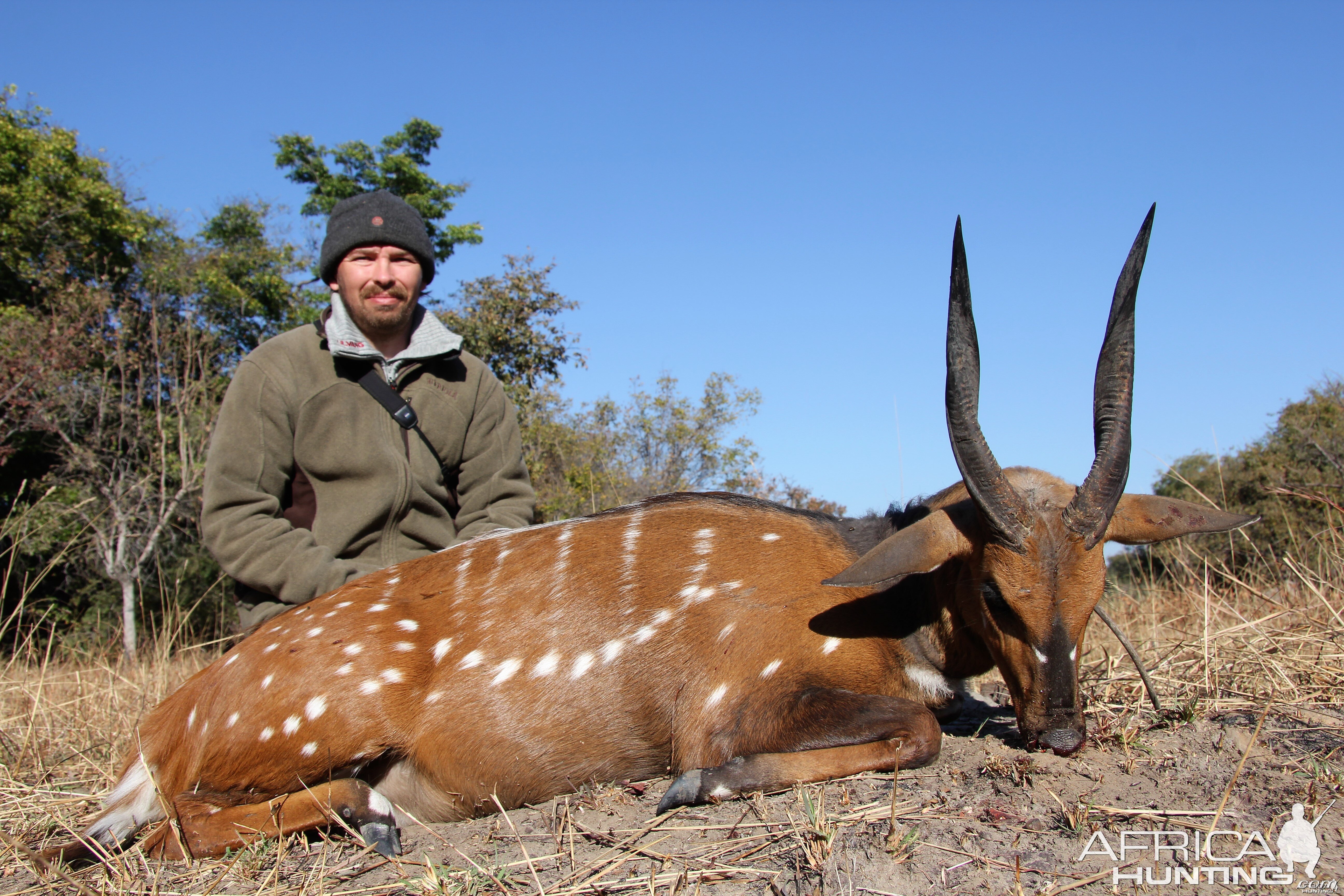 Chobi Bushbuck