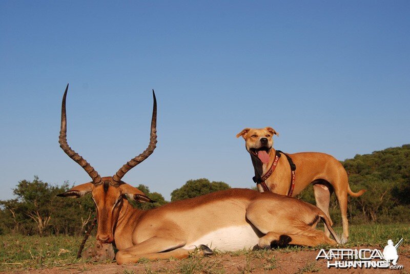 Christmas Day impala