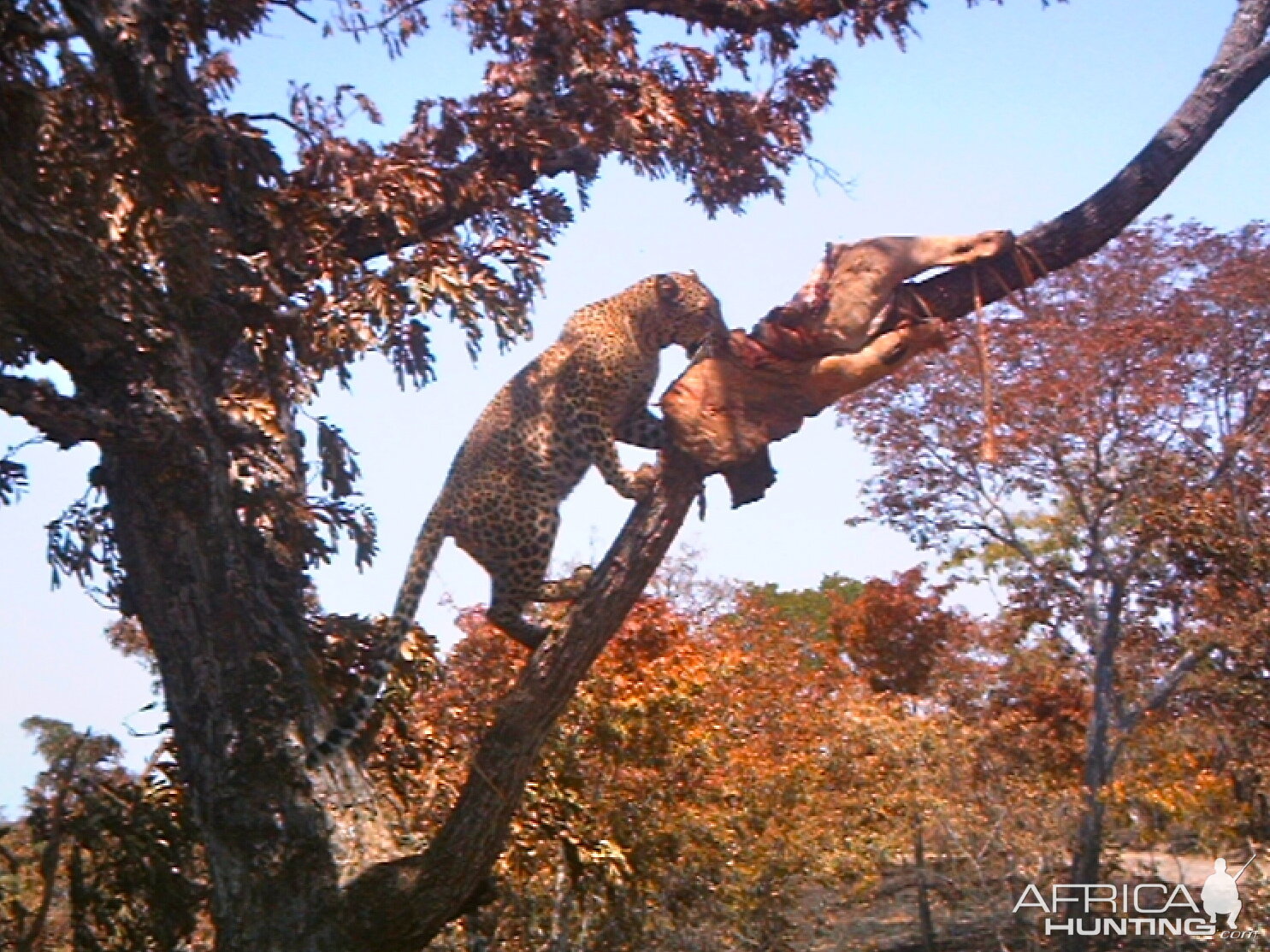 "Chui"  Selous Game Reserve Oct 2011