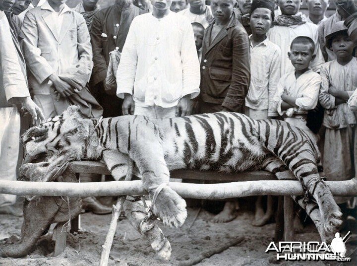 Chuka Man Eating Tiger in Sibolga, Sumatra