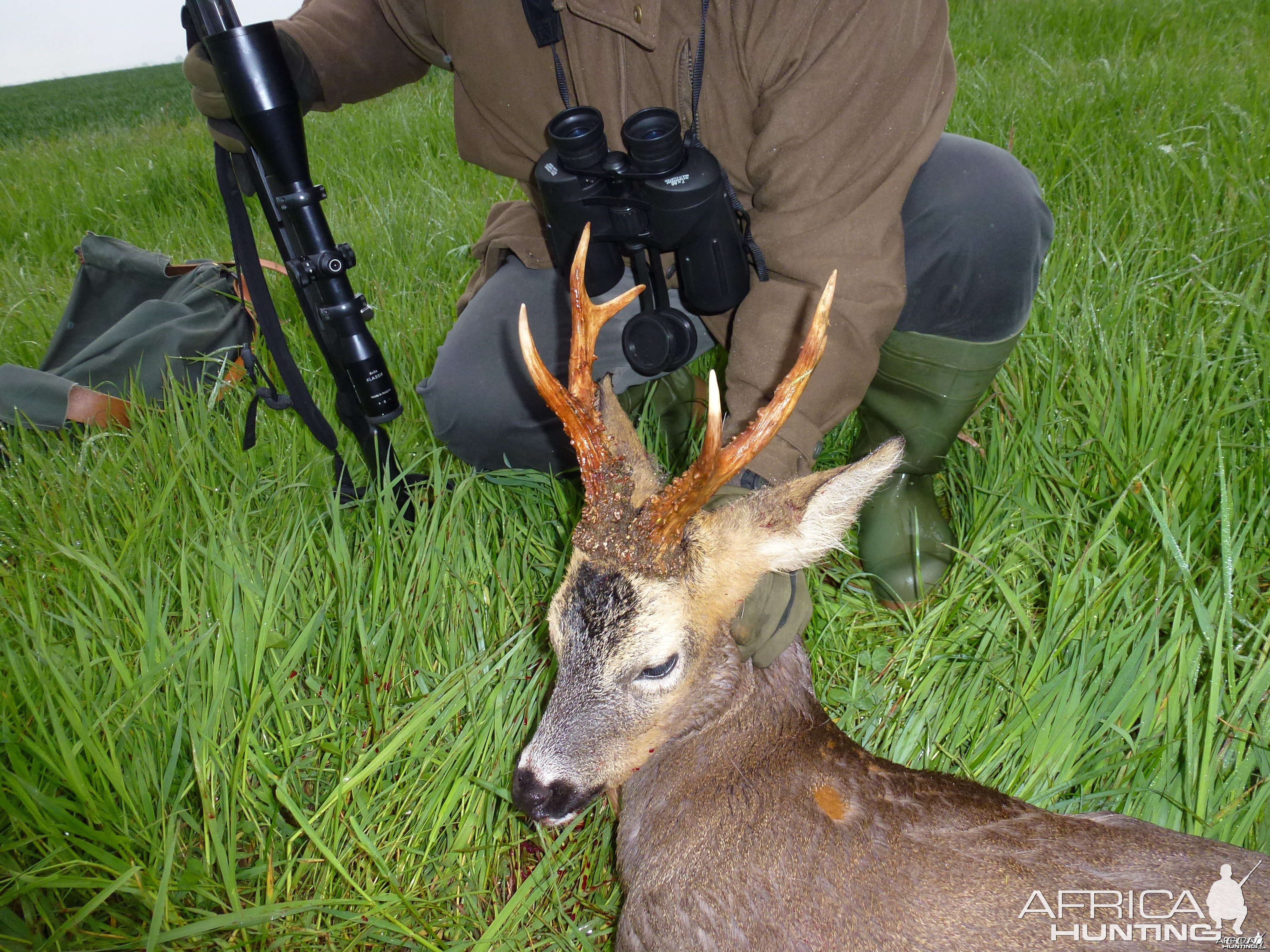 CIC Bronze Medal Roe buck