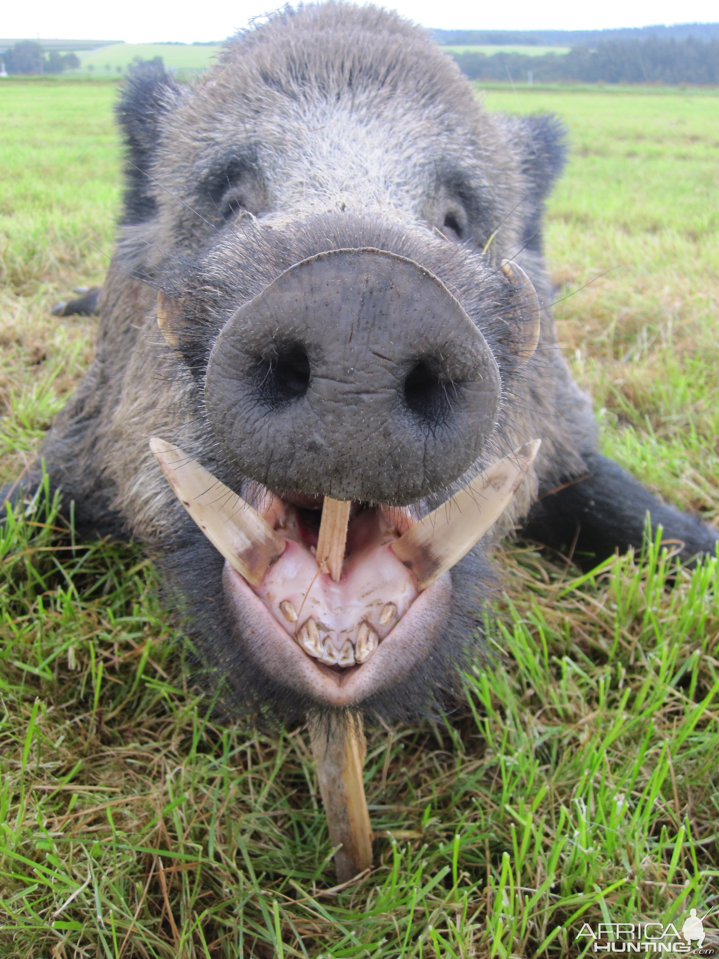 CIC Bronze medal wild boar shot in Germany