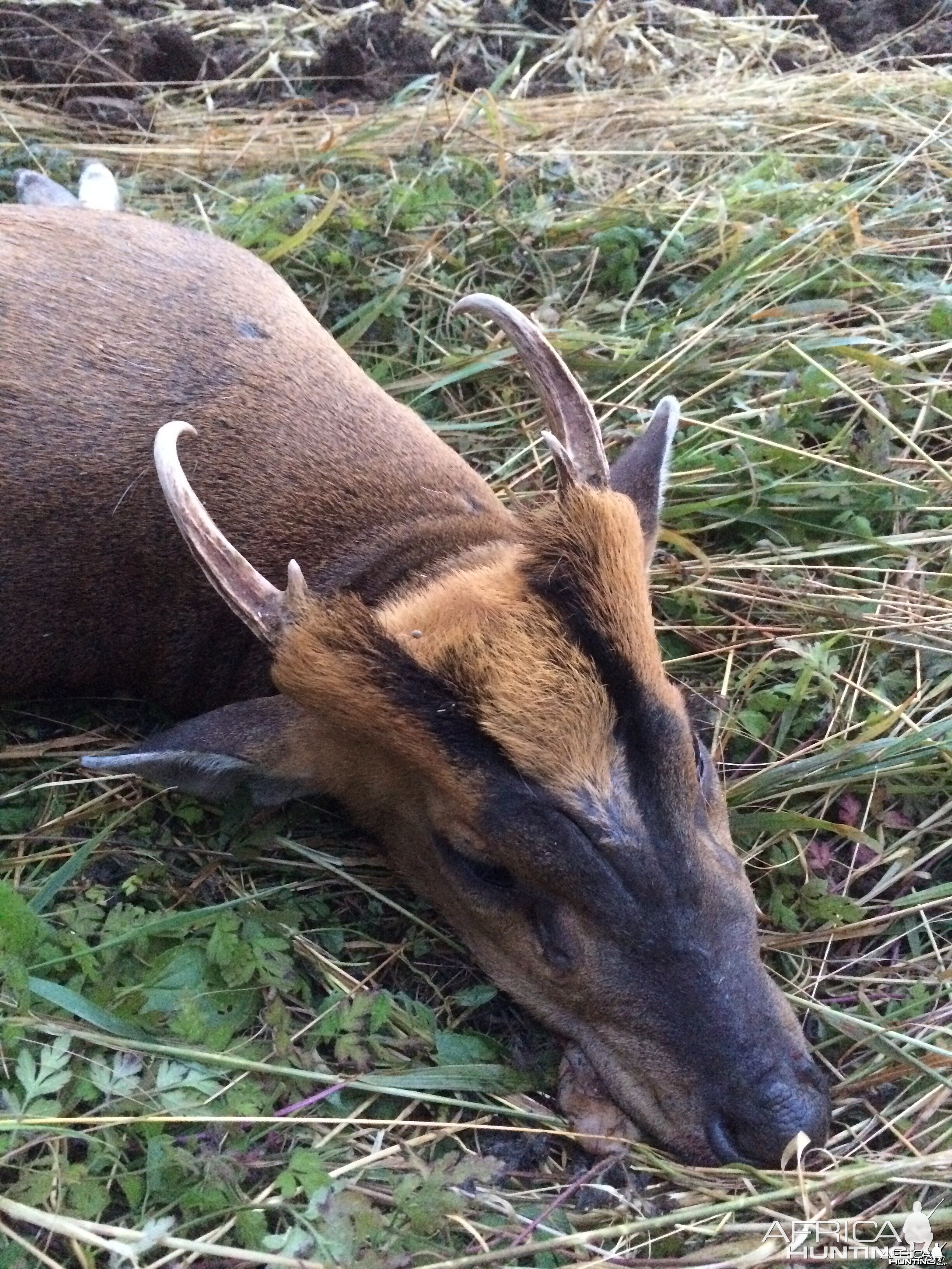 CIC Gold medal muntjac buck