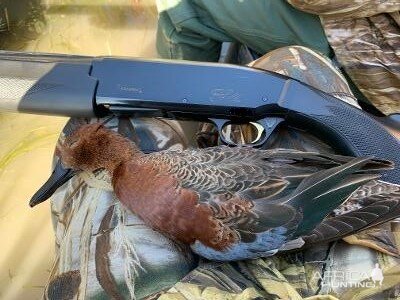 Cinnamon Teal Duck Hunt