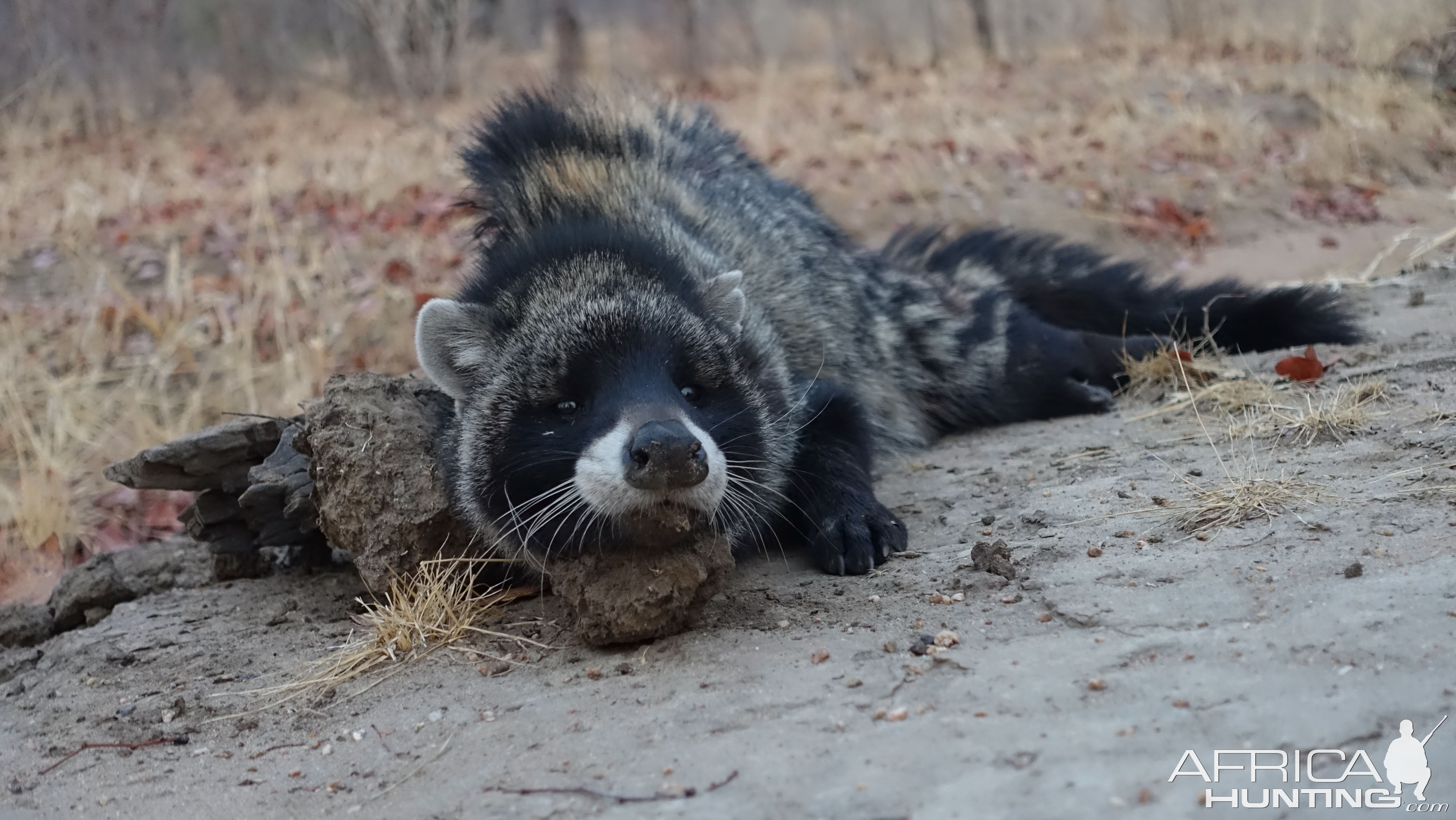 Civet Cat Hunt Zimbabwe