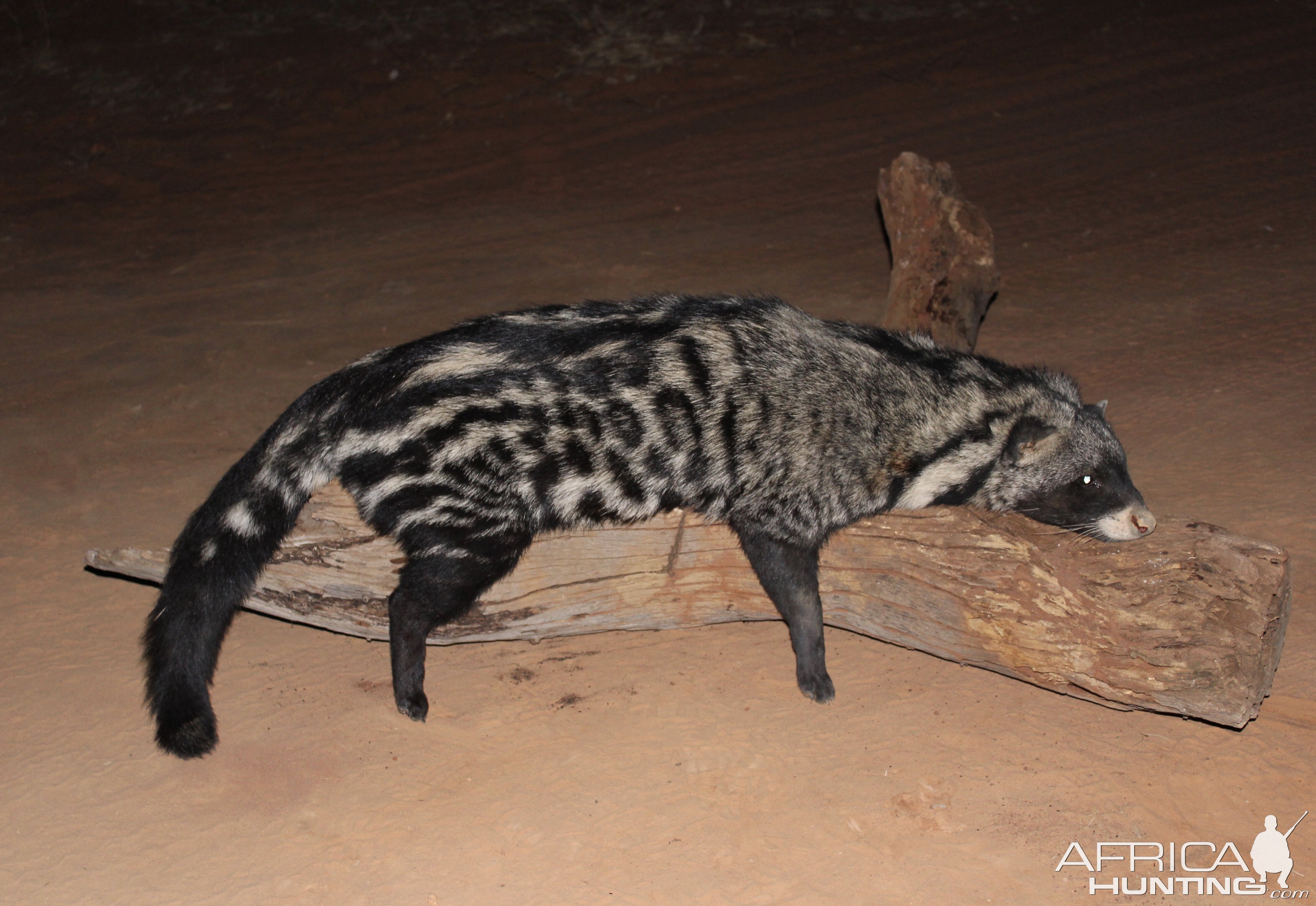 Civet Cat Hunting South Africa