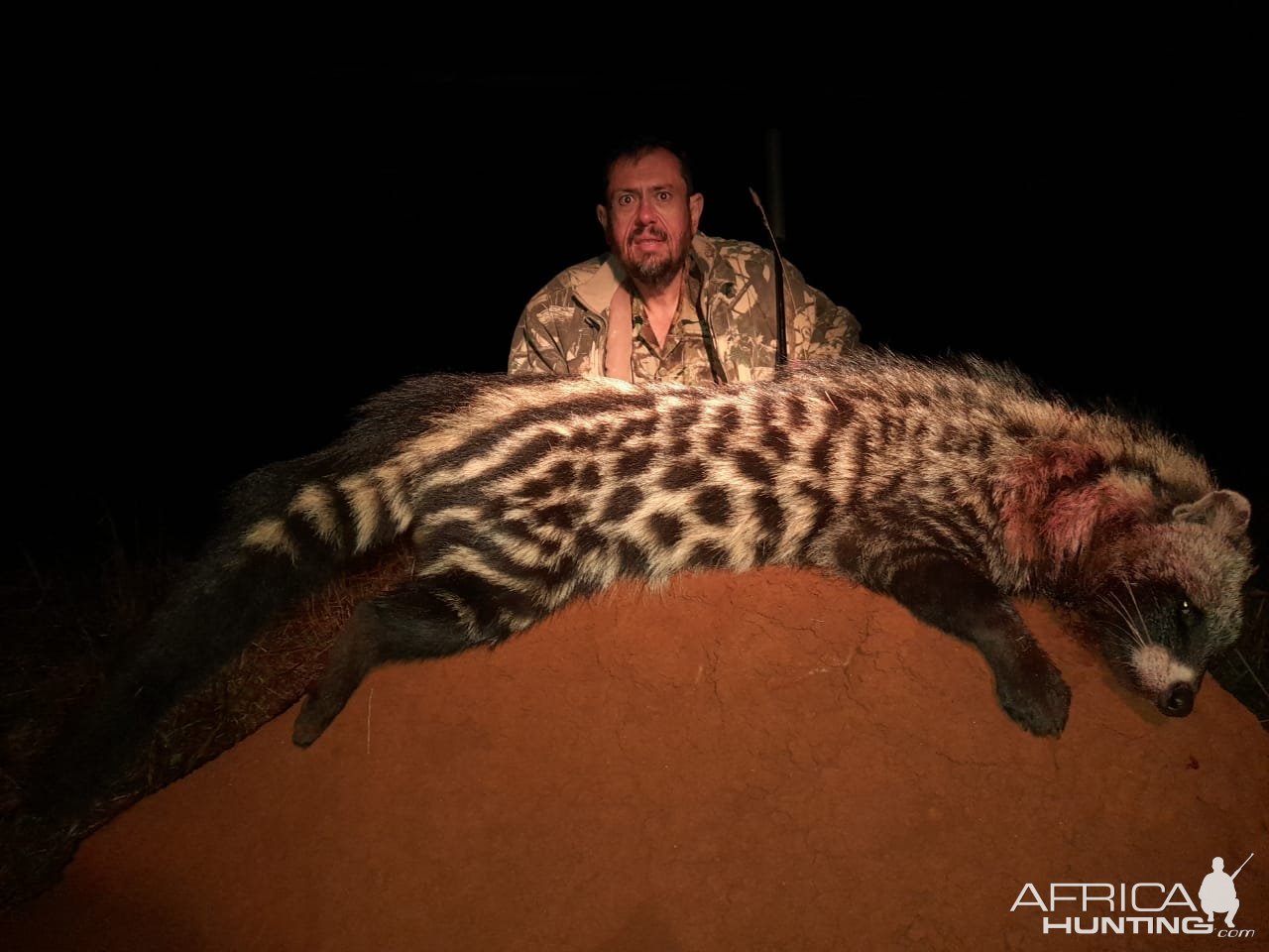 Civet Hunt Limpopo South Africa