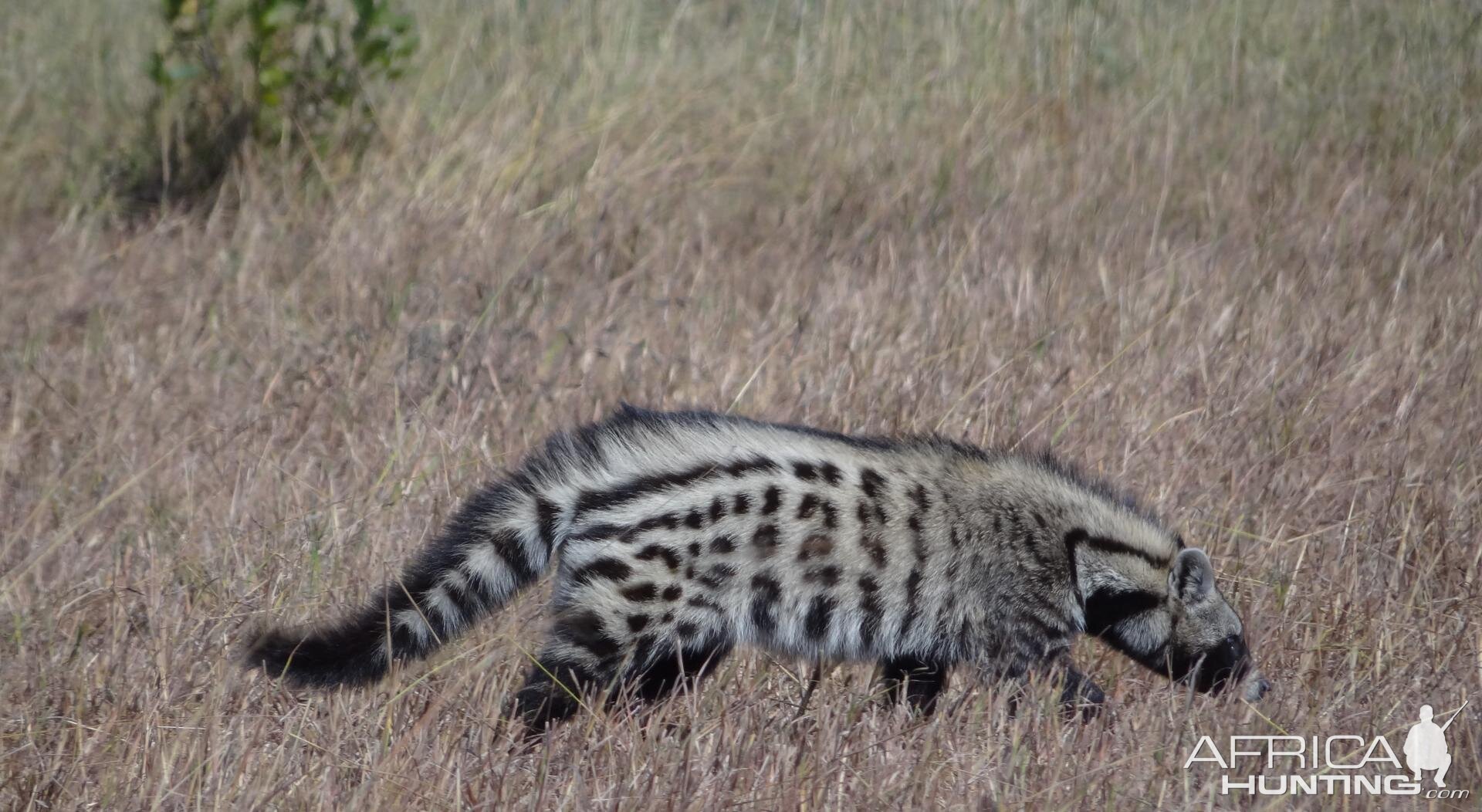 Civet Selous Tanzania