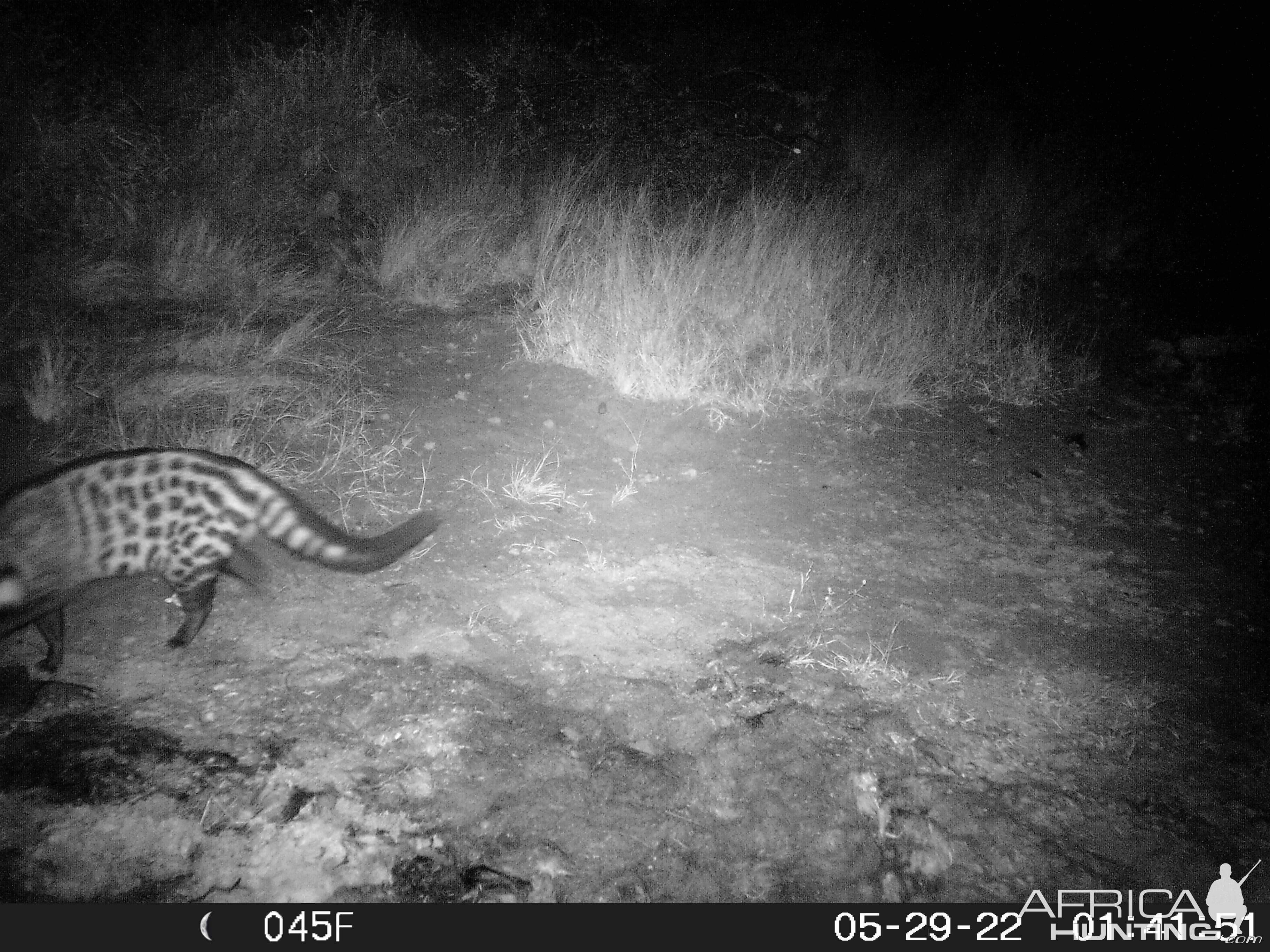 Civet Trail cam