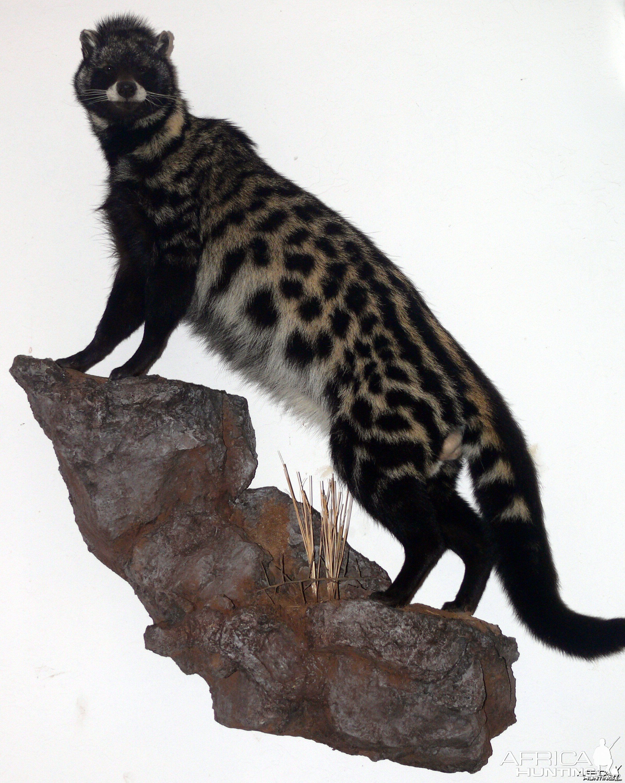 Civet