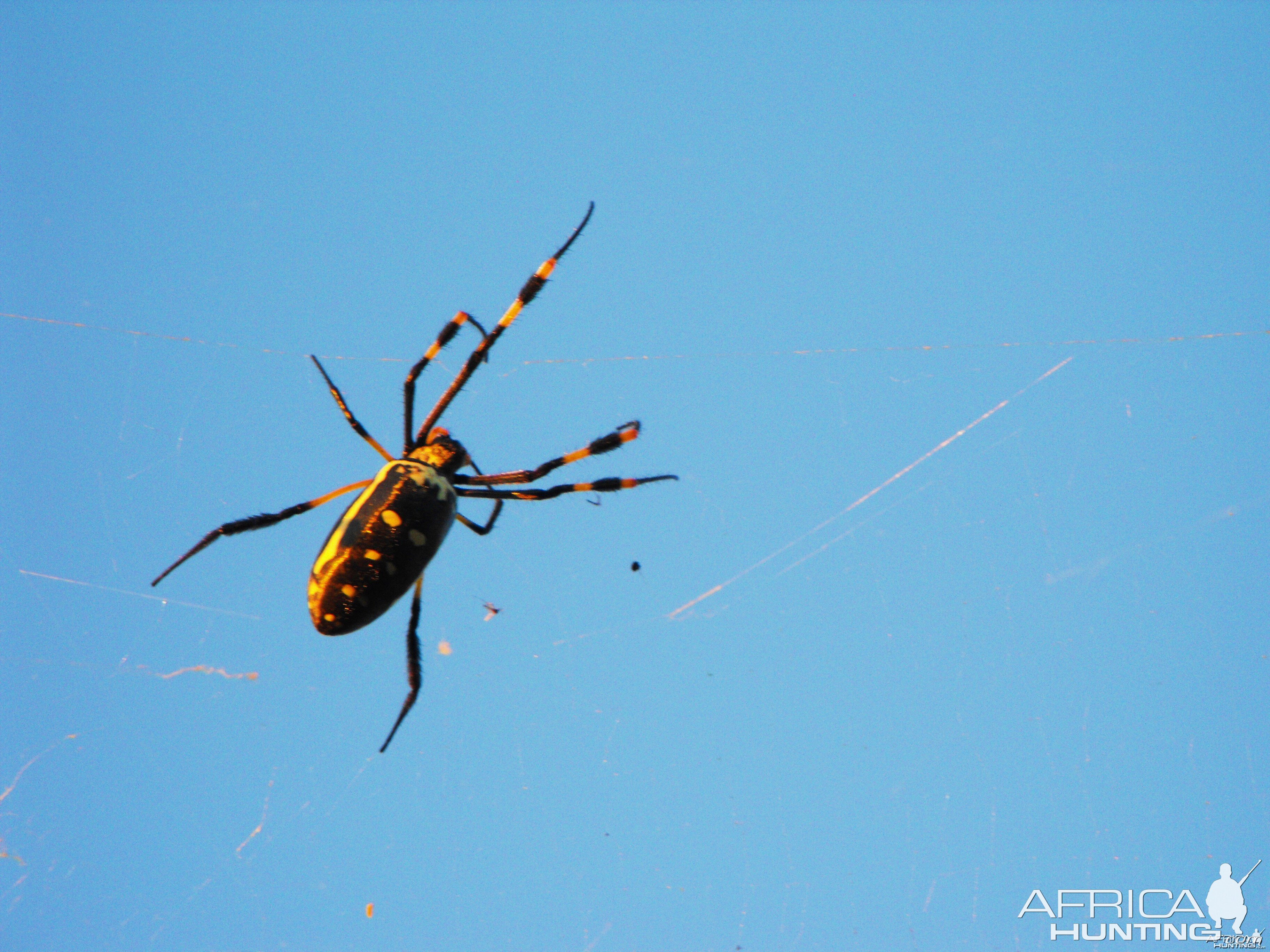 Classic and Massive species of orb weaver spider