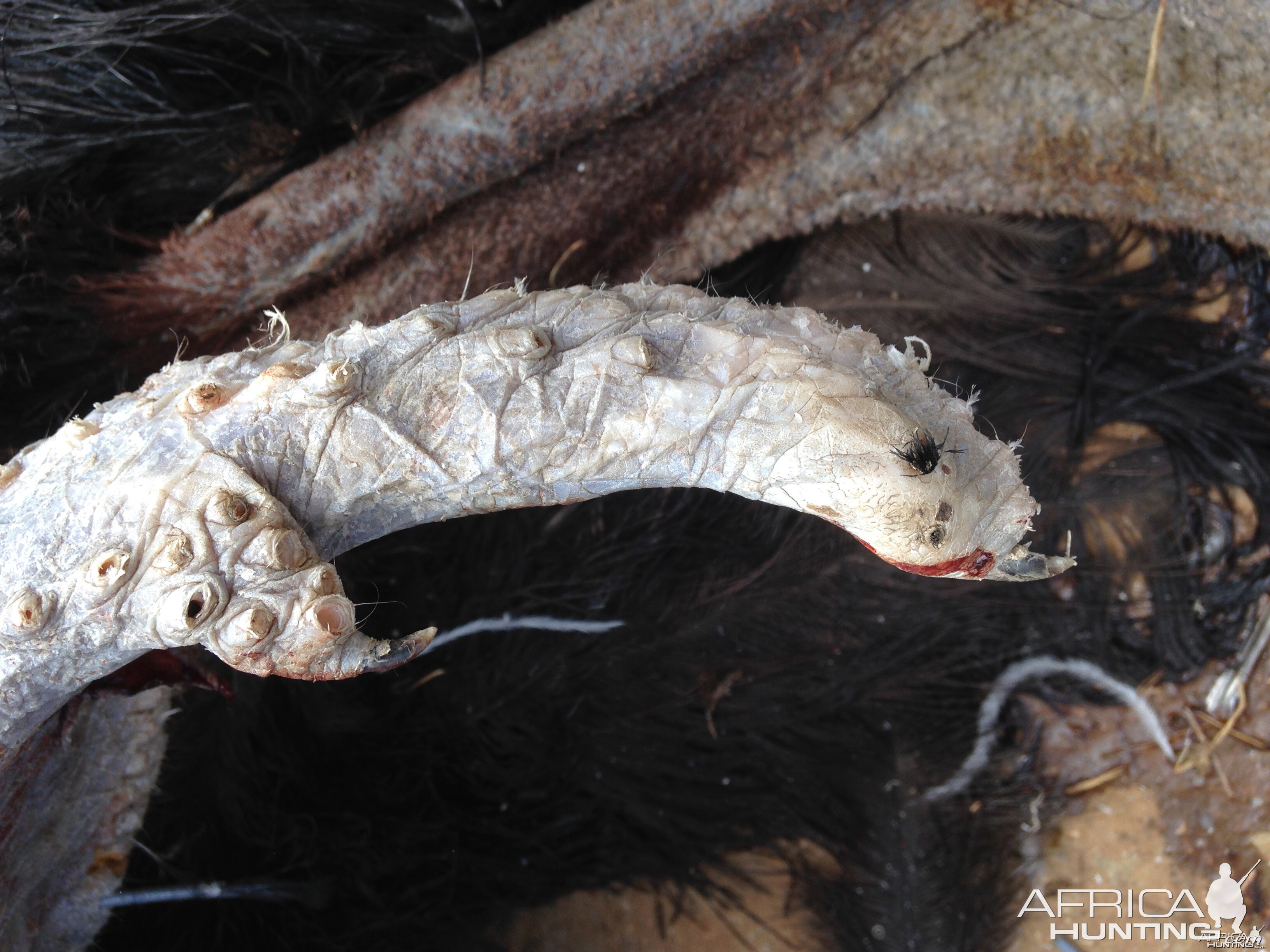 Claws on the end of ostrich wings