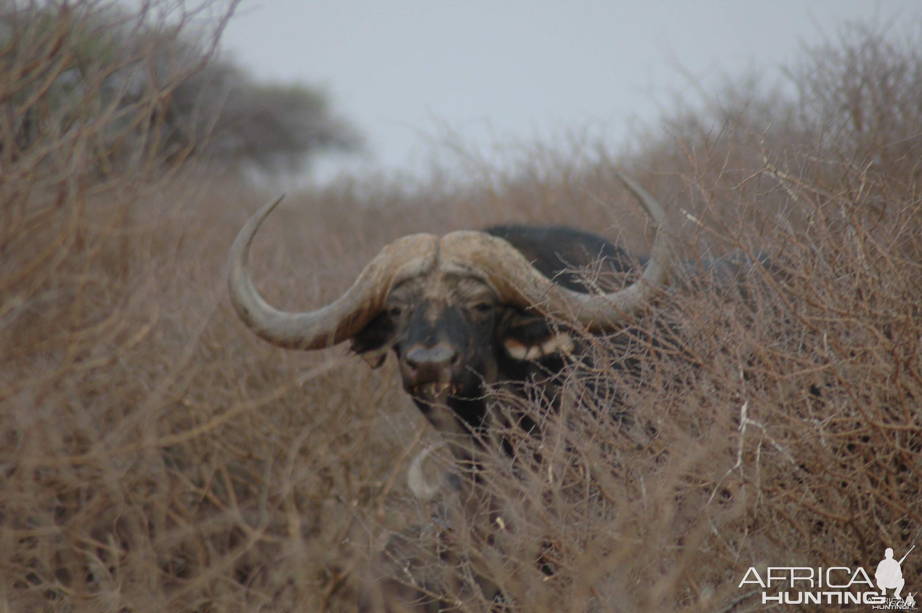 Close up 53" breeding bull at Wintershoek