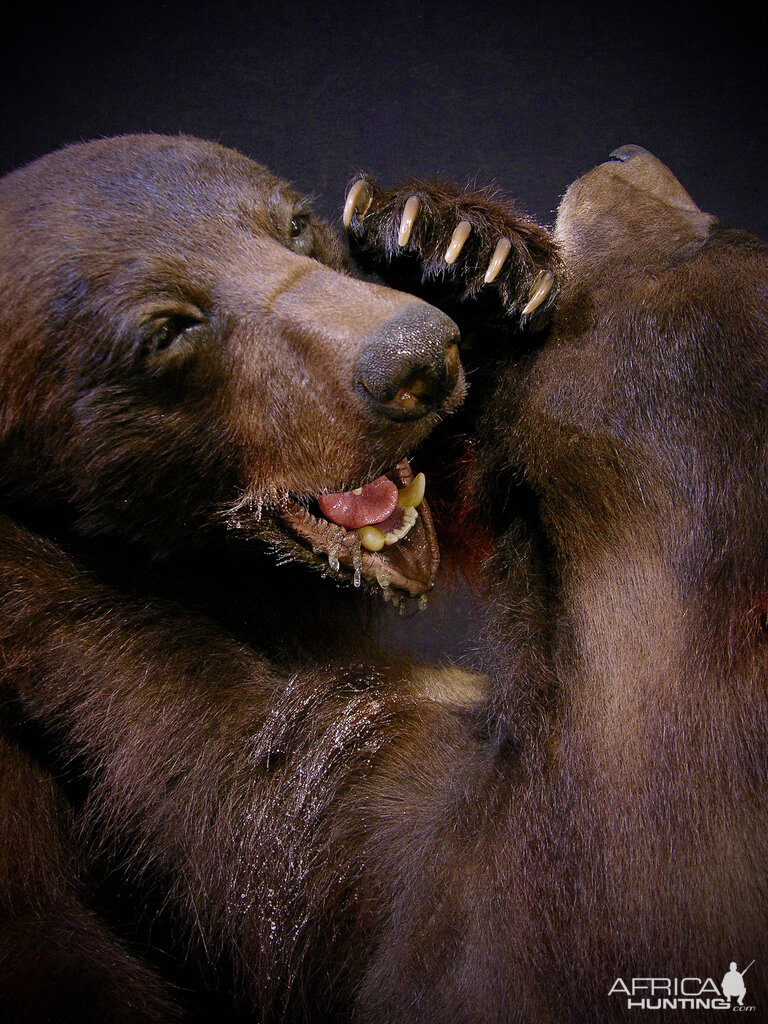 Close Up Full Mount Bear Fight! Taxidermy New Mexico Bears