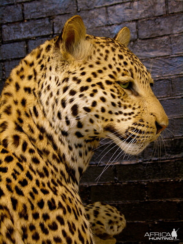 Close-ups of our Leopard