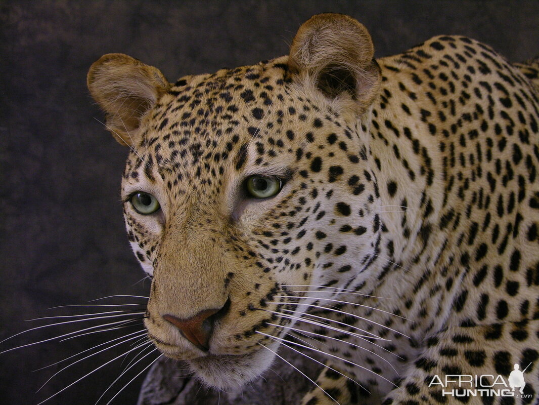 Close-ups of our Leopard