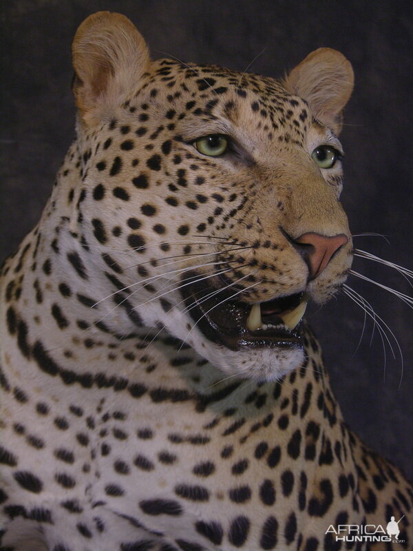 Close-ups of our Leopard