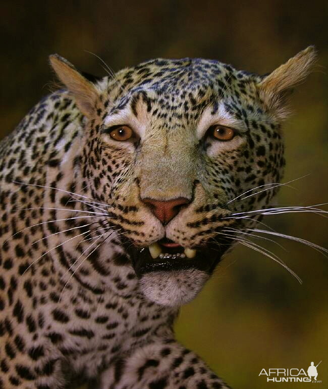 Close-ups of our Leopard