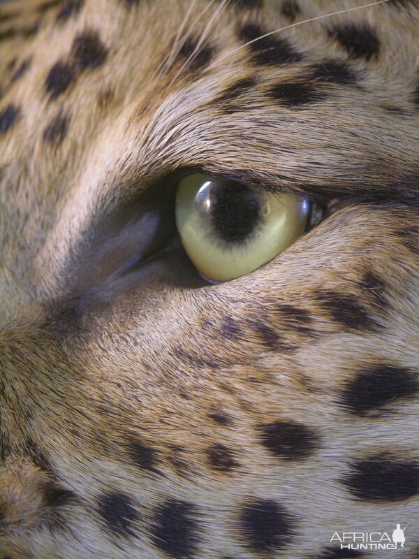 Close-ups of our Leopard