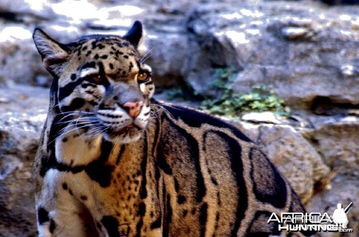 Clouded Leopard (Neofelis nebulosa)