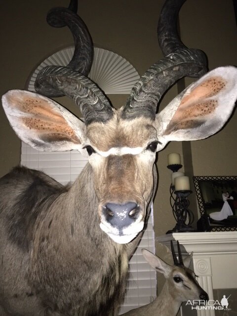 Cluster Mount Taxidermy