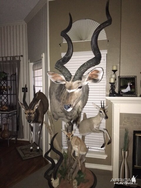 Cluster Mount Taxidermy