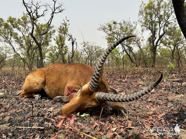 Cob Hunt Cameroon