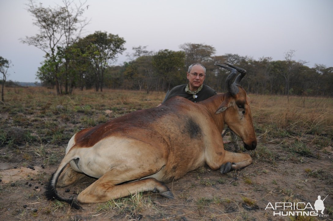 Coke's Hartebeest