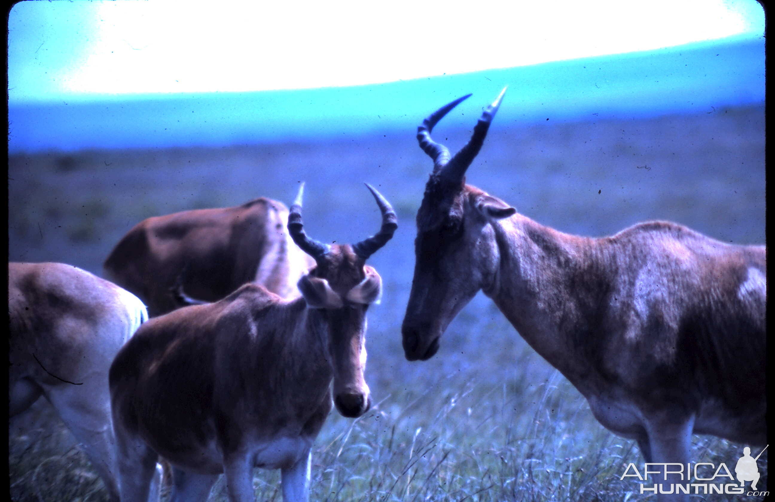 Coke's Hartebeest