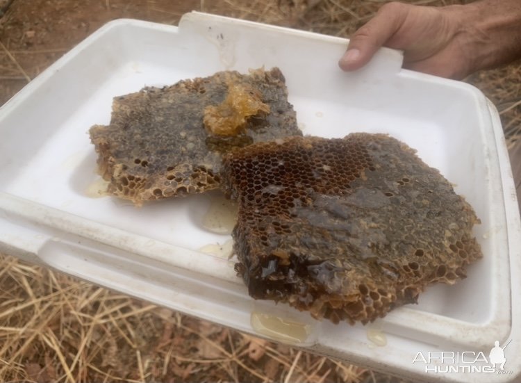 Collecting Honey Zimbabwe