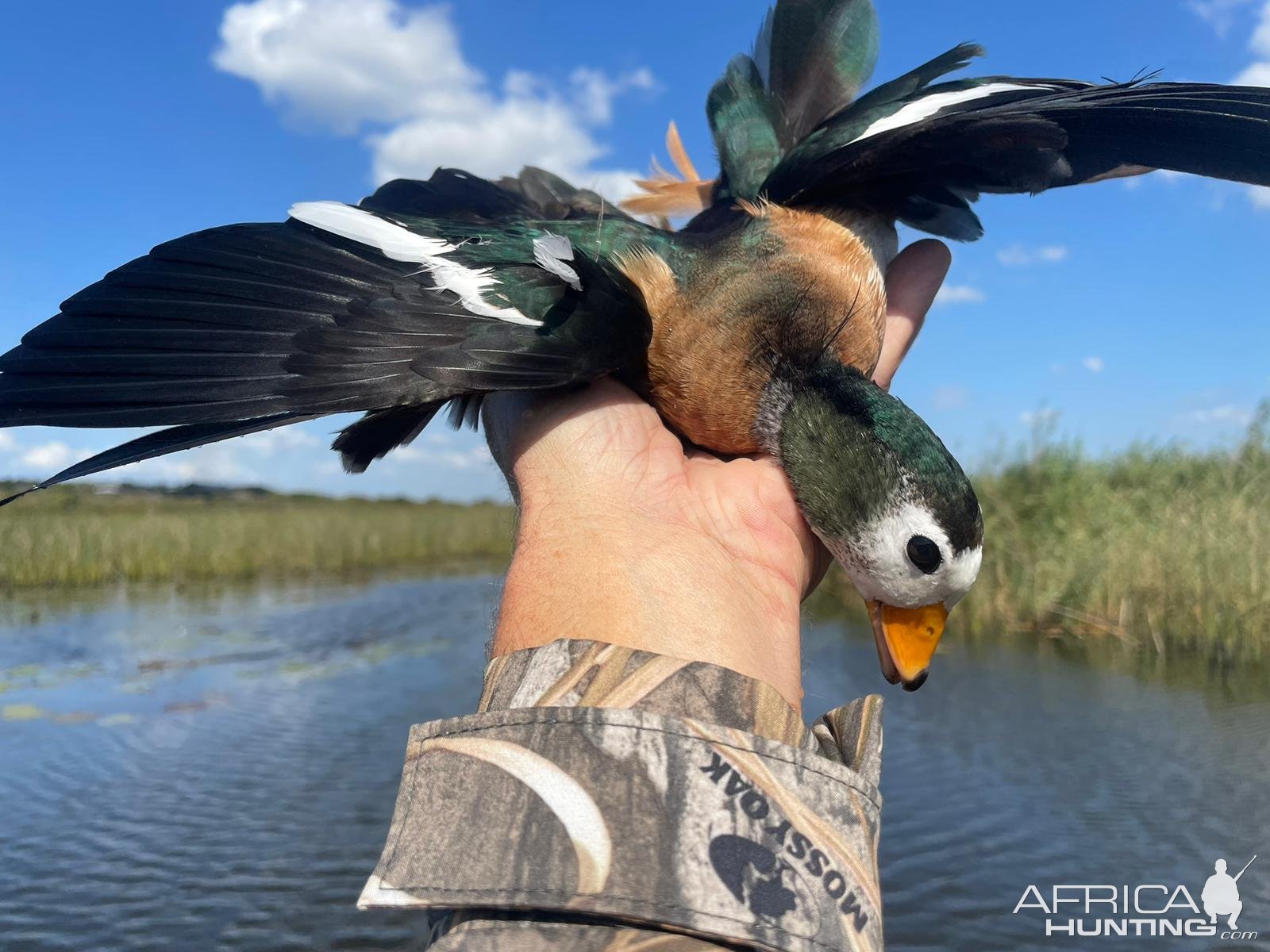 Collection Bird hunt South Africa