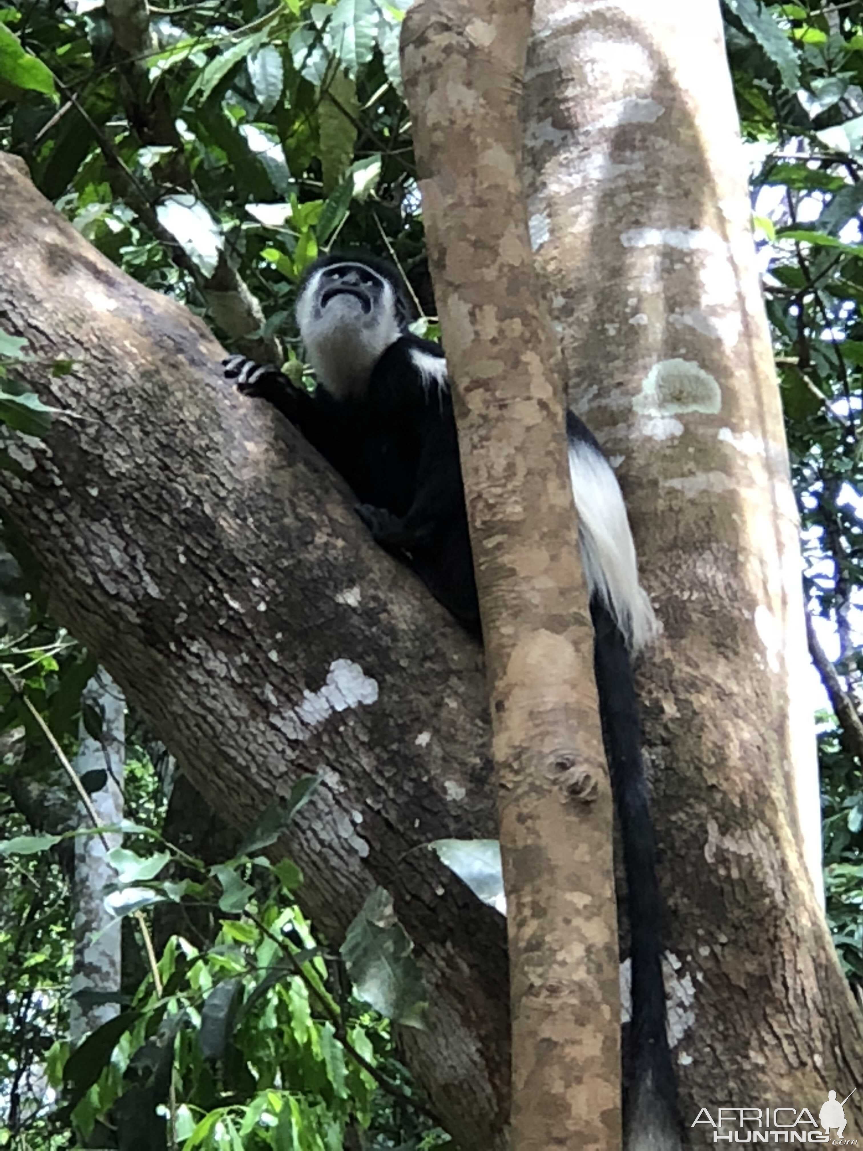 Colobus Monkey in Uganda