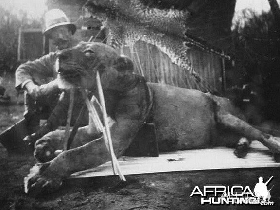 Colonel John Henry Patterson, Lion fallen, 9 feet 8 inches in length