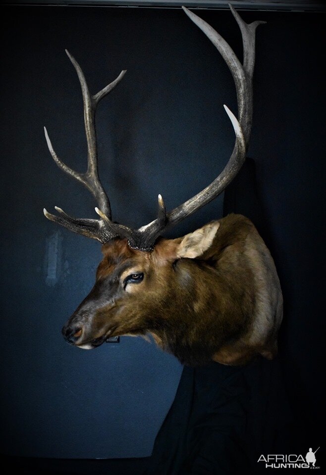 Colorado Elk Shoulder Mount Taxidermy