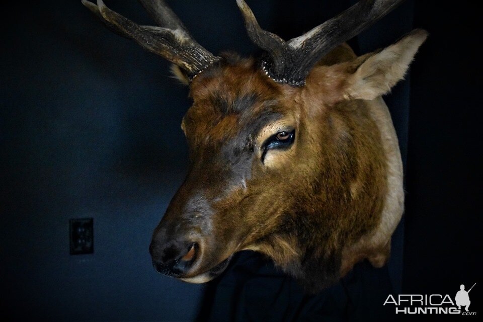 Colorado Elk Shoulder Mount Taxidermy