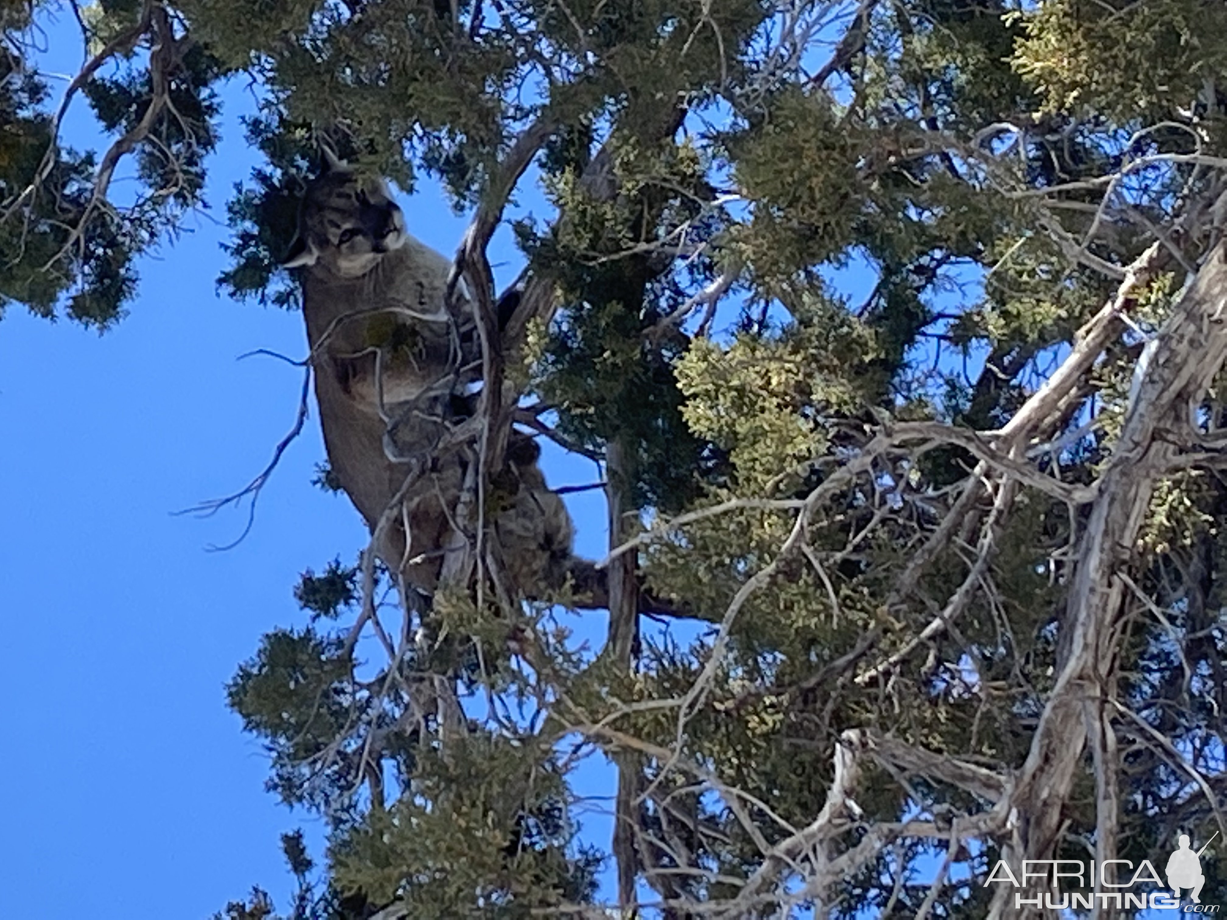 Colorado Lion