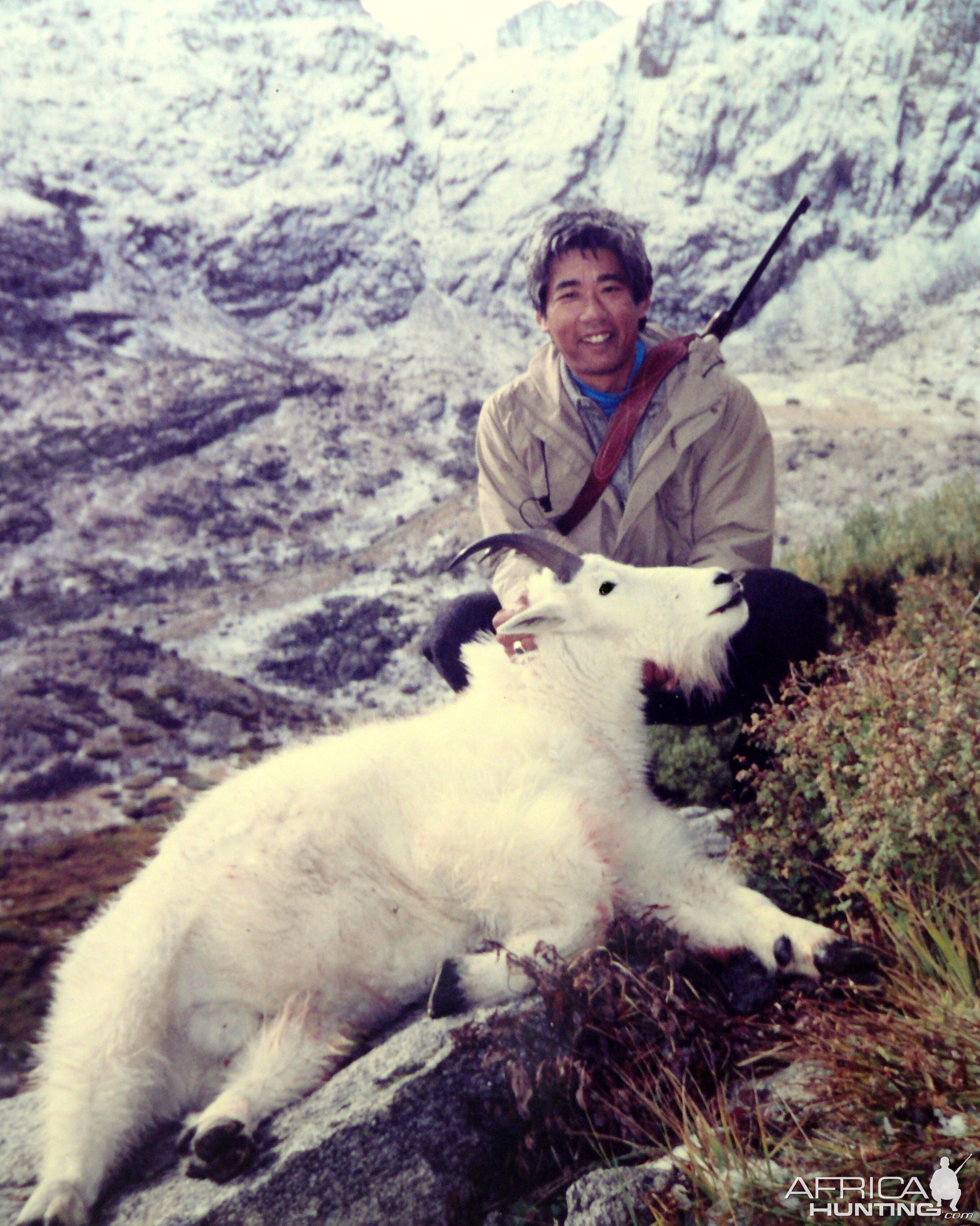 Colorado mountain goat