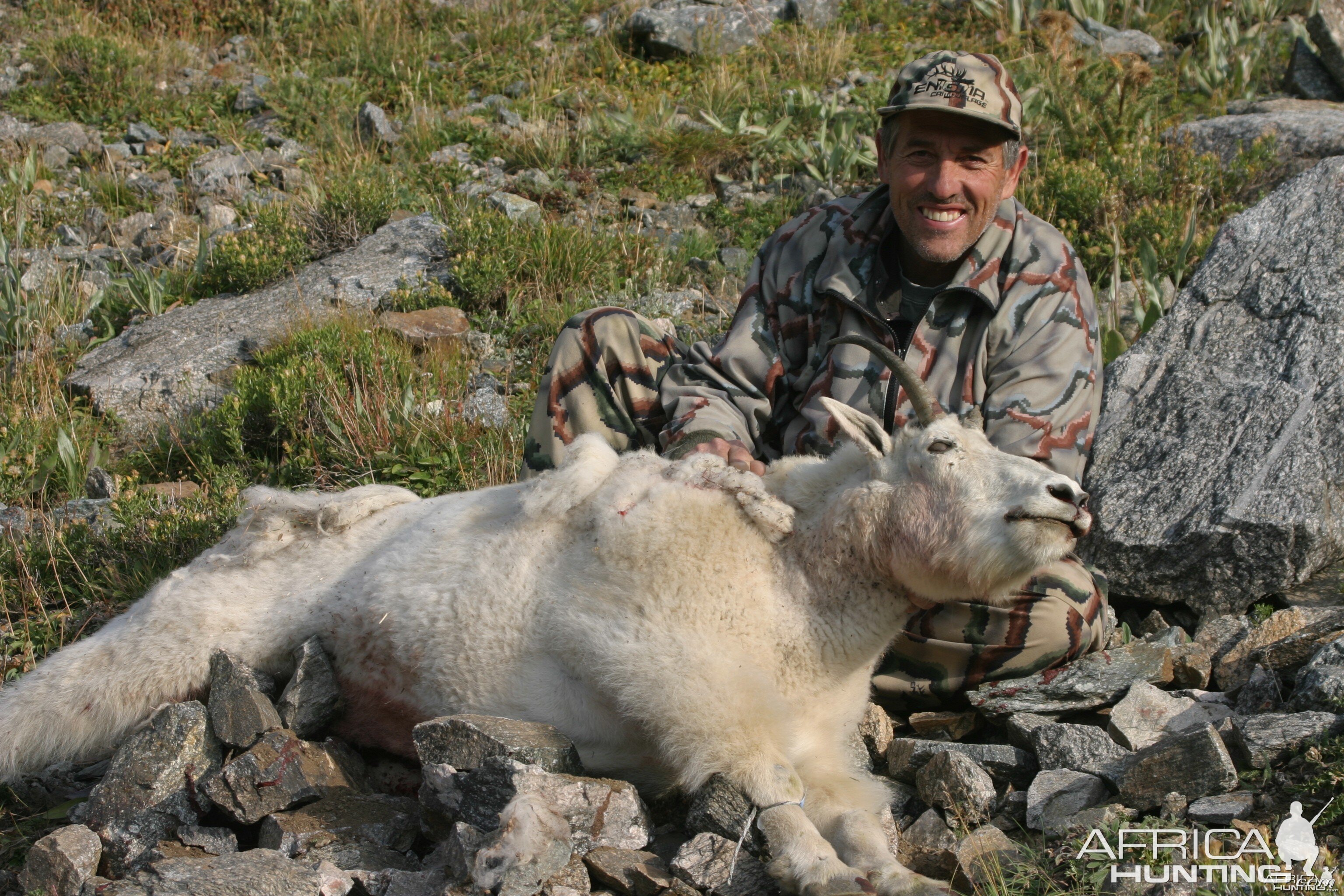 Colorado Mtn. Goat